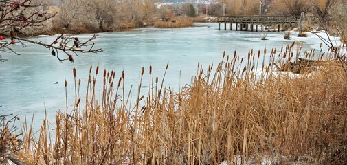 A flock of ducks resting on an ice covered pond of a bird sanctuary on a cold winter day.