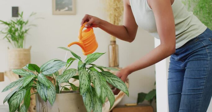 Video of smiling biracial woman watering houseplants at home, copy space