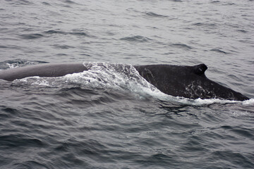 Obraz premium Humpback Whale Breaking The Surface Monterey Bay California