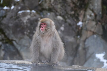 Japanese macaque, snow monkey in the snow hot spring, Jan 2023