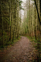 2023-01-08 A CURVING WALKING TRAIL IN THE CAMANO RIDGE FOREST RESERVE PARK ON CAMANO ISLAND WASHINGTON