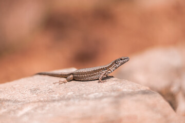 lizard on a stone rock 