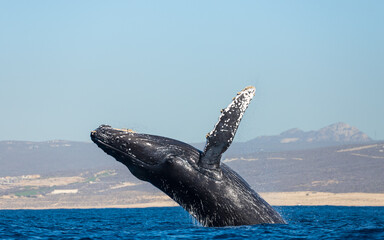 Humpback whale in its full glory around the Pacific Ocean