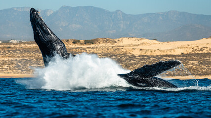 Humpback whale in its full glory around the Pacific Ocean