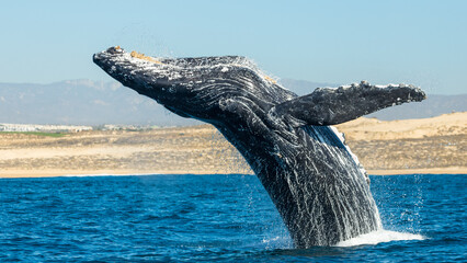 Humpback whale in its full glory around the Pacific Ocean