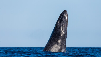 Humpback whale in its full glory around the Pacific Ocean