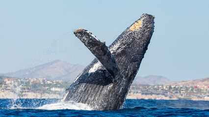 Humpback whale in its full glory around the Pacific Ocean © Rui