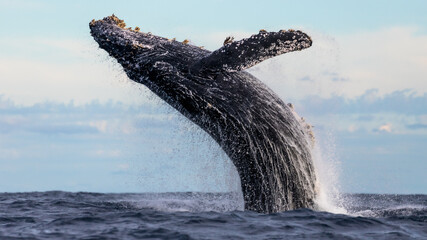 Humpback whale in its full glory around the Pacific Ocean