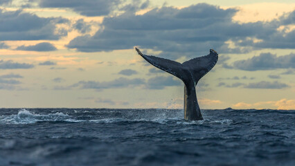 Humpback whale in its full glory around the Pacific Ocean