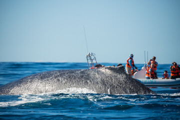 Humpback whale in its full glory around the Pacific Ocean © Rui