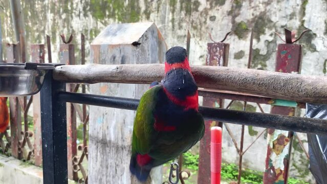 black head parrot perched on log. The black-headed Kasturi (Lorius lory) is an Indonesian-Papua bird that is also found in New Guinea