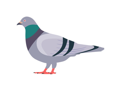 Common wood pigeon seen in Side view - Flat style vector. Cartoon pigeon in flight in flat style. Cute colorful bird Isolated element for design. Common European bird.