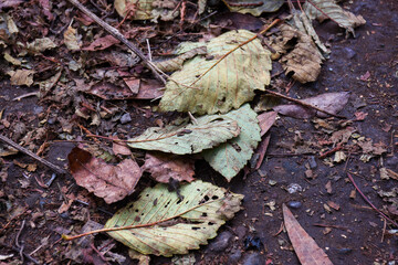 fallen autumn leaves