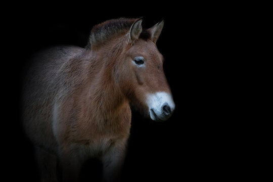 Przewalski Pferd (Urwildpferd) mit schwarzen Hintergrund