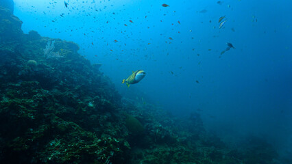 Fototapeta na wymiar Huge Titan Trigger fish in the blue sea. From a scuba dive
