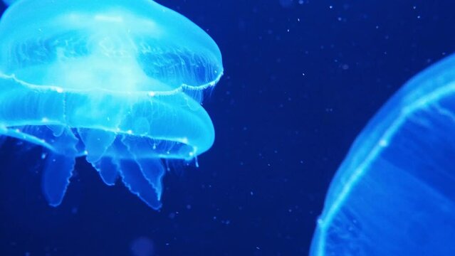 Medusas luminiscentes luna profundidades del mar océano animales abisales