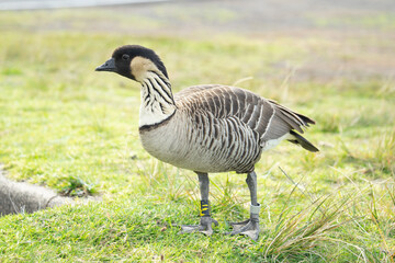 Nēnē Hawaiian Goose