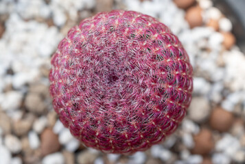 High angle view of rainbow cactus (or Echinocereus rigidissimus). Rainbow cactus is a solitary growing cactus, that rarely branches or offsets with age.