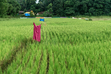 Ladies dress used as scare crow in paddy field in South Goa, India.