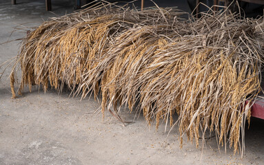 Stock of rice paddy after harvesting. Harvesting is the process of collecting the mature rice crop from the field.