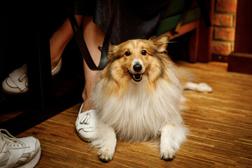 Happy shetland sheepdog in dog-friendly bar.