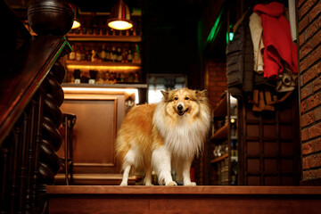 Happy shetland sheepdog in dog-friendly bar.