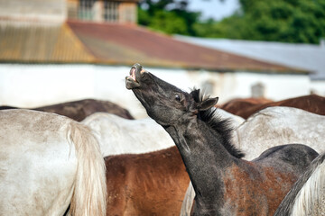 Portrait of sniffle grey foal in a herd at the paddock near a stable. Cute molting foal smiling and...