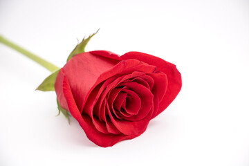 single red rose isolated on white