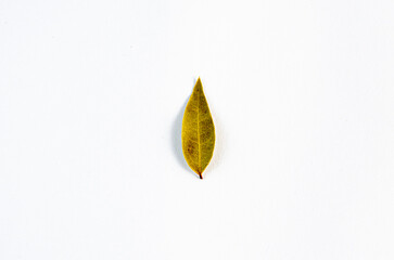 Laurel especia en fondo blanco