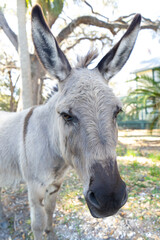 Donkey face. Close-up animal portrait.