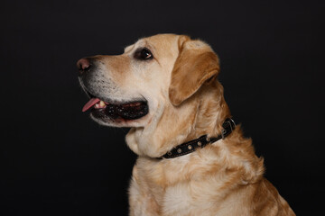 Cute Labrador Retriever in dog collar on black background
