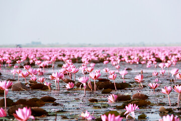 Fototapeta premium pink flamingos in a pond