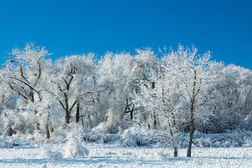 row of trees covered in snow on a sunny winters day in Colorado