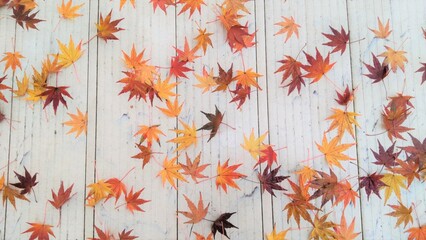 ベランダに落ちたもみじ