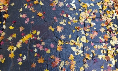 雨に濡れたもみじや銀杏の葉