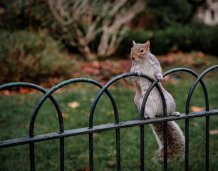 Squirrel clamping the fence