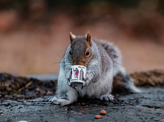 Squirrel is drinking coffee