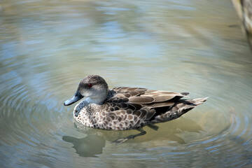 this is a side view of a teal duck
