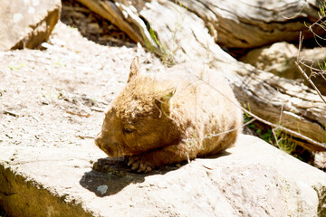 the hairy nosed wombat is walking to his burrow