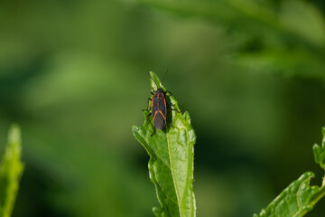 Boxelder bug on a leaf Top view
