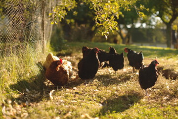 Chickens on a small farm in the country. Small scale poultry farming in Ontario, Canada.