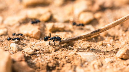 European Harvester Ant, Messor barbarus, Majorca, Spain