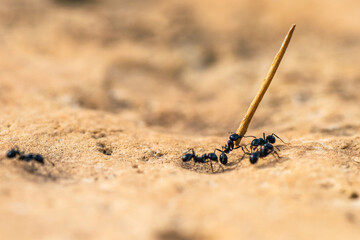 European Harvester Ant, Messor barbarus, Majorca, Spain