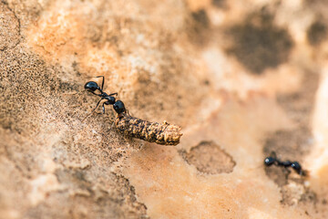 European Harvester Ant, Messor barbarus, Majorca, Spain