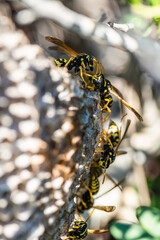 European Paper Wasp, Polistes dominula, Majorca, Spain