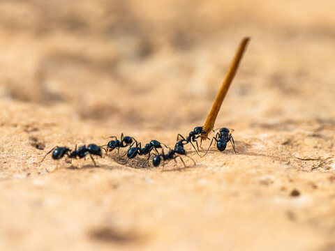 European Harvester Ant, Messor barbarus, Majorca, Spain