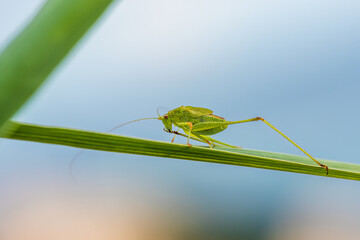 Speckled Bush-cricket, Leptophyes punctatissima, Majorca, Spain