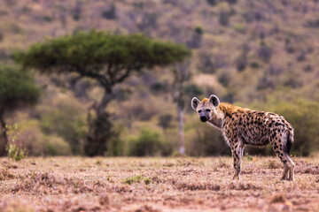 A landscape with a hyena in Kenya - obrazy, fototapety, plakaty