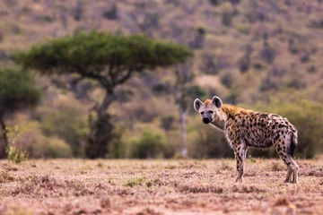 Muurstickers A landscape with a hyena in Kenya © Michael