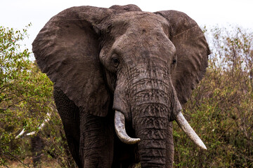 A portrait of an elephant in Kenya